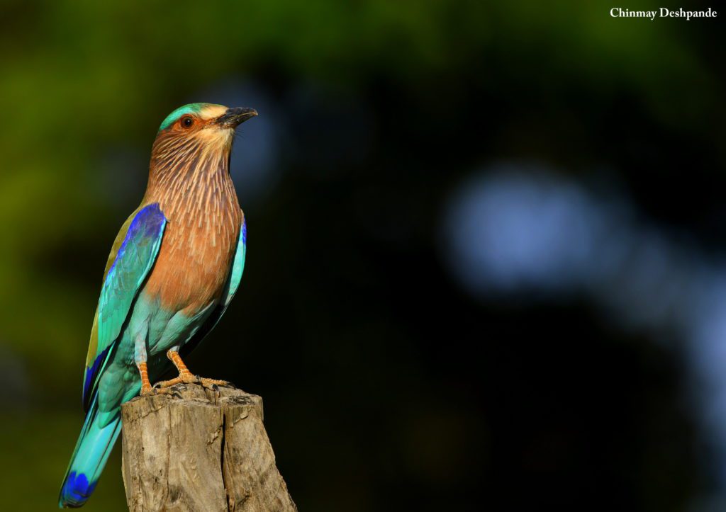 travel-diary-kanha-diaries-part-2-law-of-the-jungle-pugdundee-safaris-Indian-roller-bird