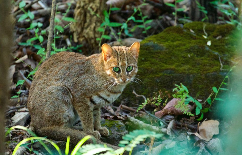 travel-blog-experiences-in-satpura-pugdundee-safaris-rusty-spotted-cat