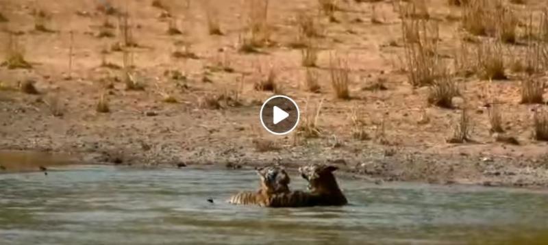 Pugdundee-safaris-newsletter-tigers-playing-in-water