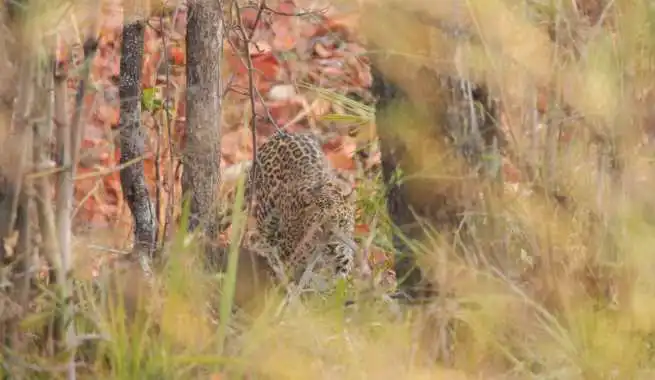 travel-diary-kanha-diaries-part-2-law-of-the-jungle-pugdundee-safaris-leopard-in-bushes