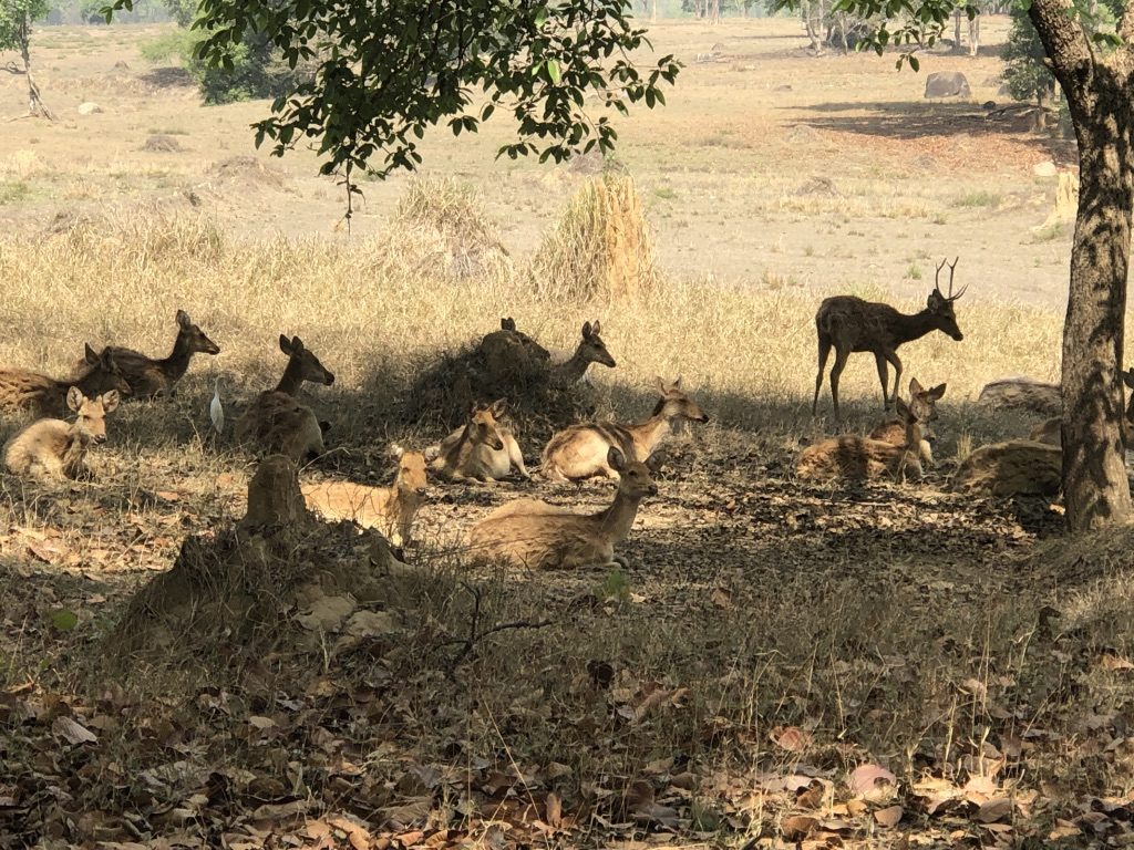 travel-diary-kanha-diaries-part-2-law-of-the-jungle-pugdundee-safaris-herd-of-spotted-deers