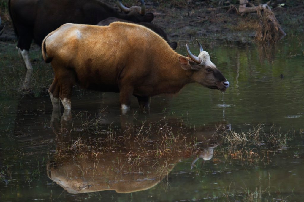 Partial Albino Gaur