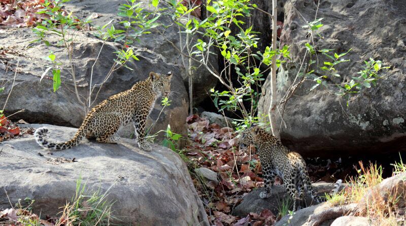 two leopards