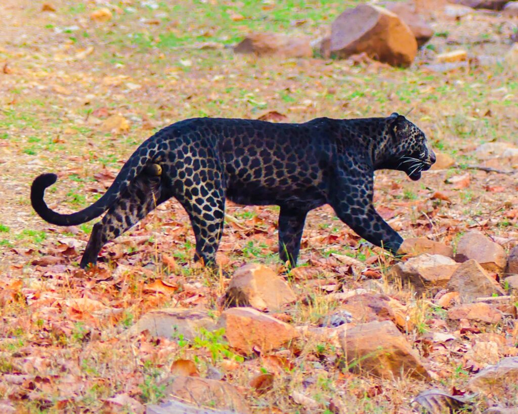 black leopard