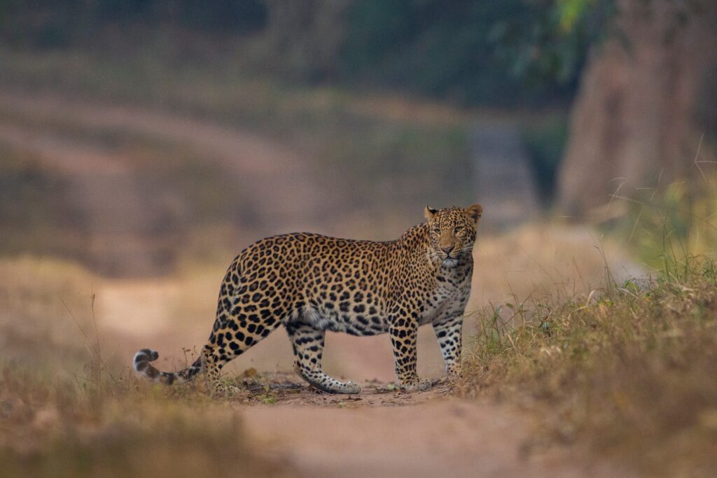leopards in india