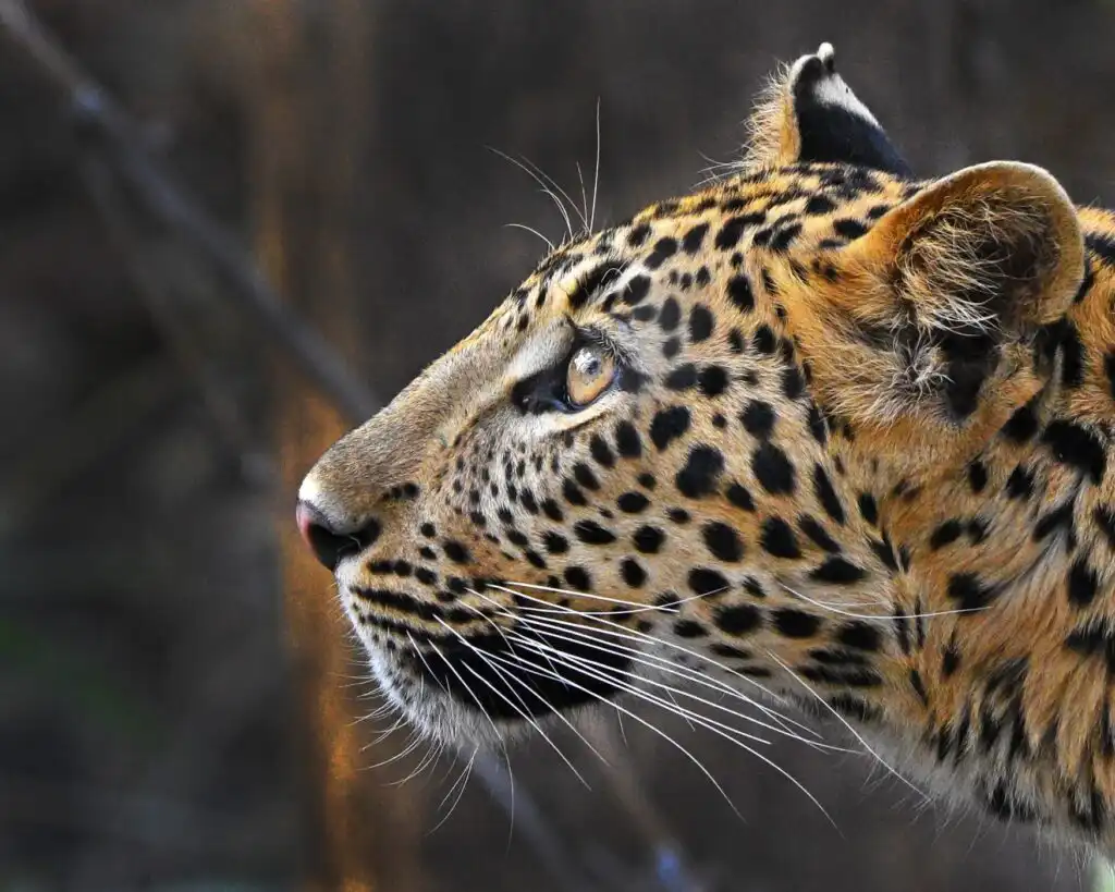 Some amazing and interesting facts about Leopards leopard
