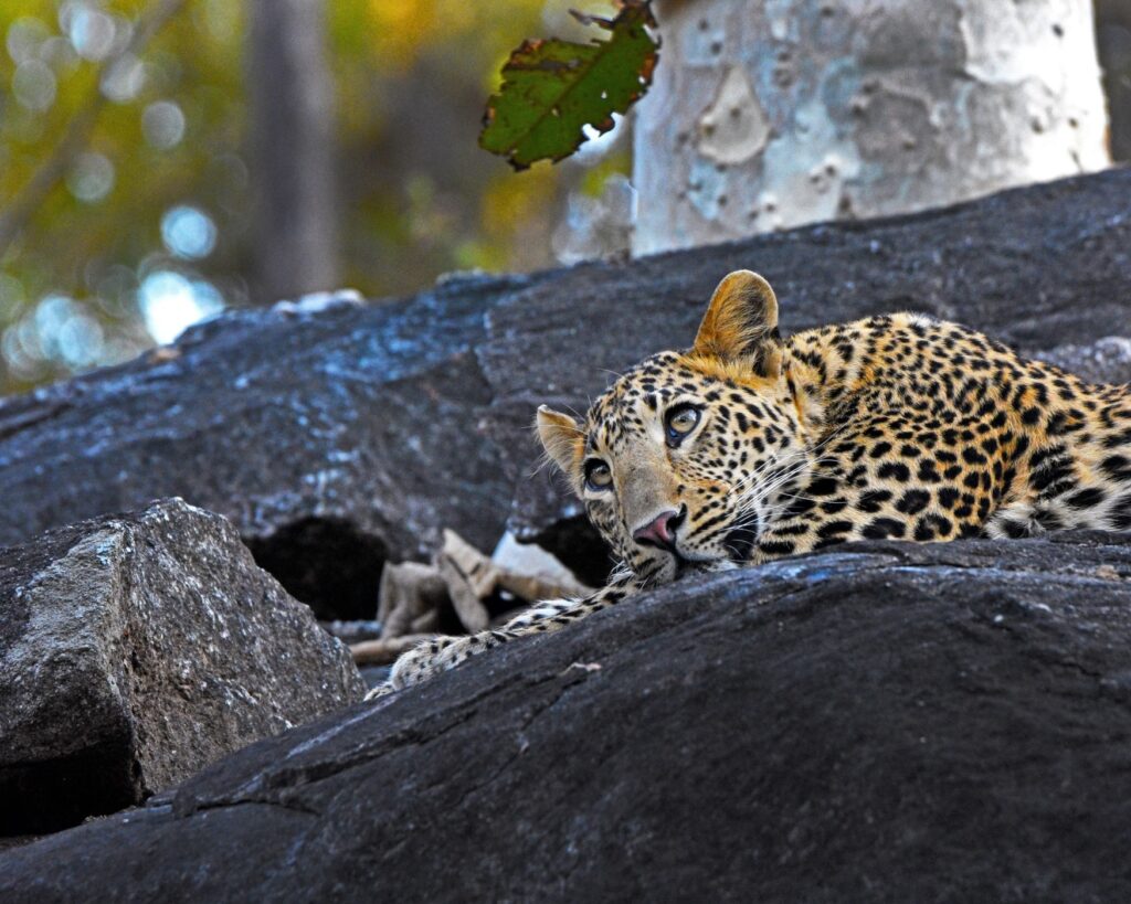 leopard safari in india