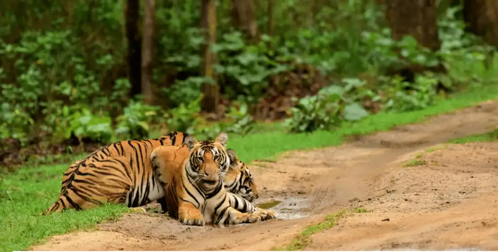 Dhwajhandi female with her cub Dhwajhandi female with her cub