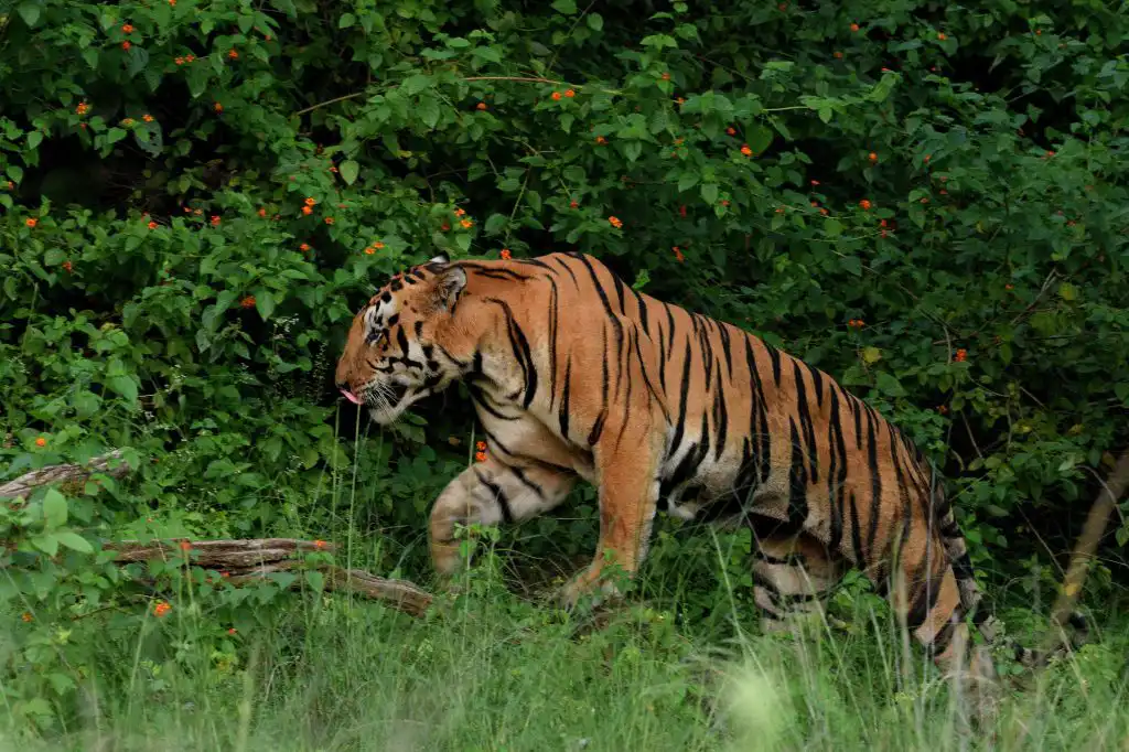 Karaighati Male