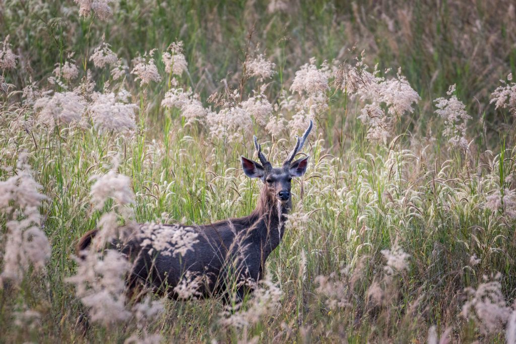 Bandhavgarh species of mammals