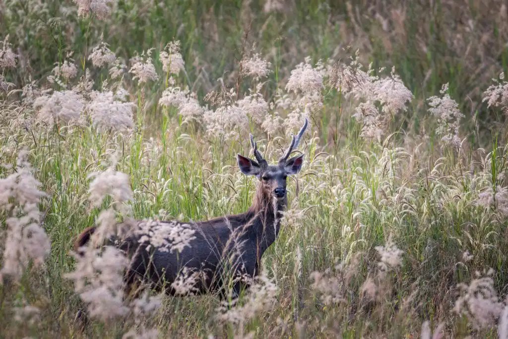 Bandhavgarh species of mammals