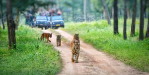 tiger sight