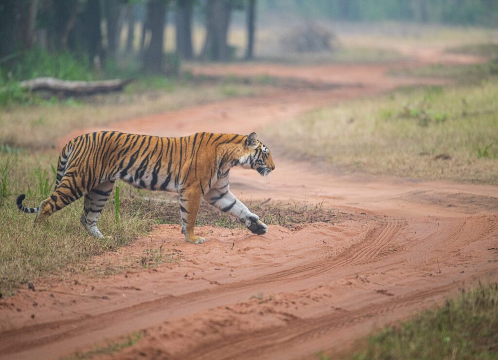 tiger safari in bandhavgarh