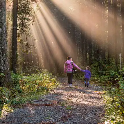 beautiful forest