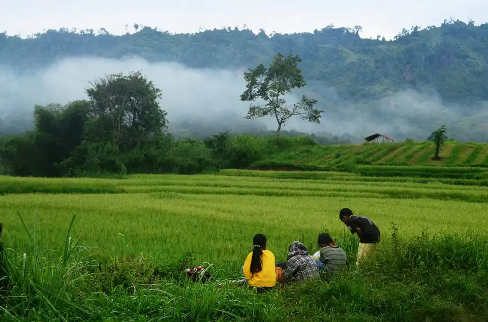 rice field