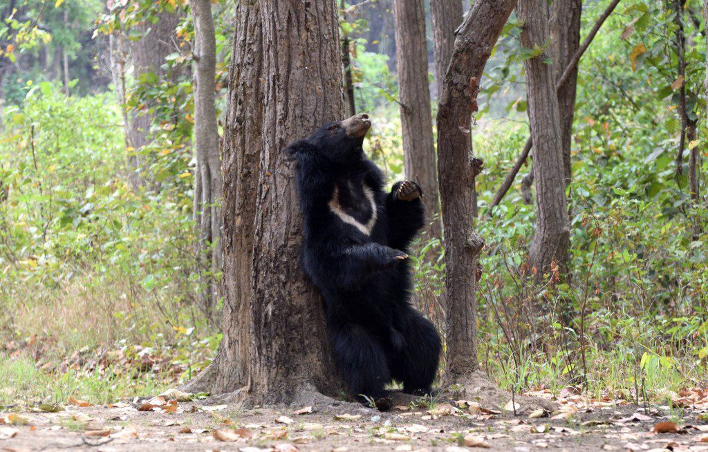 Sloth Bear at Kanha