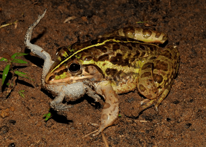 Common Indian Bull Frog