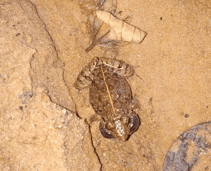 Cricket Frog