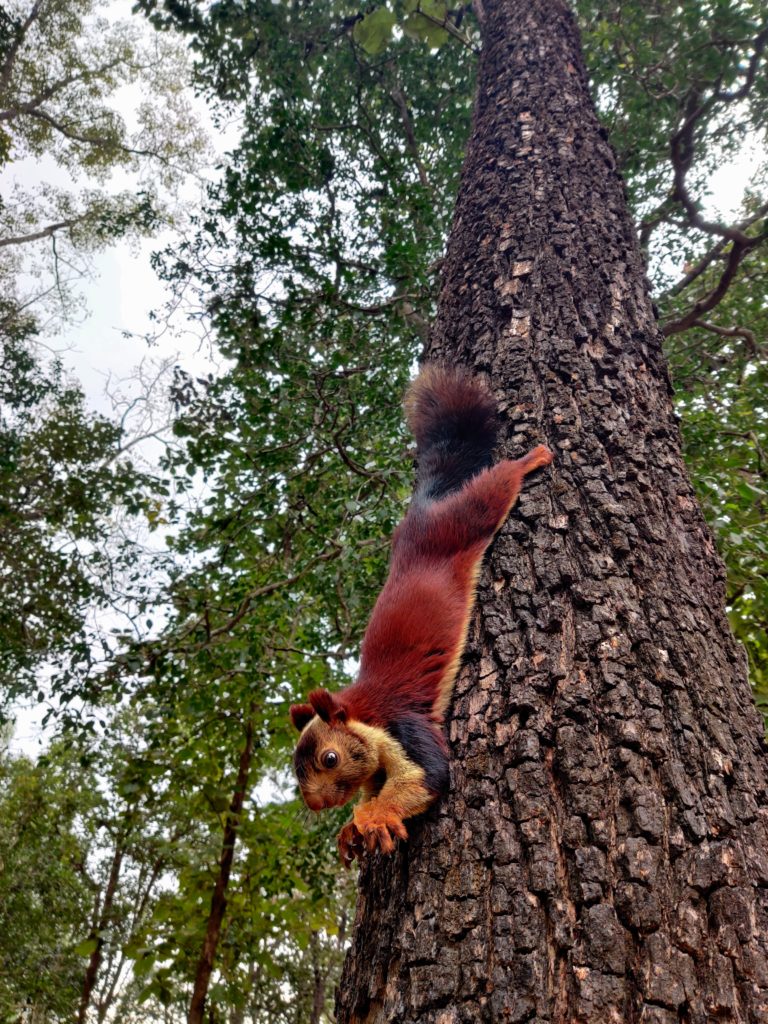 Indian Giant Squirrel