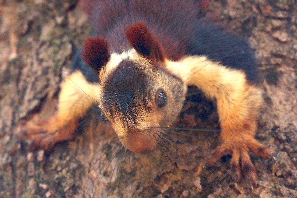 Indian Giant Squirrel