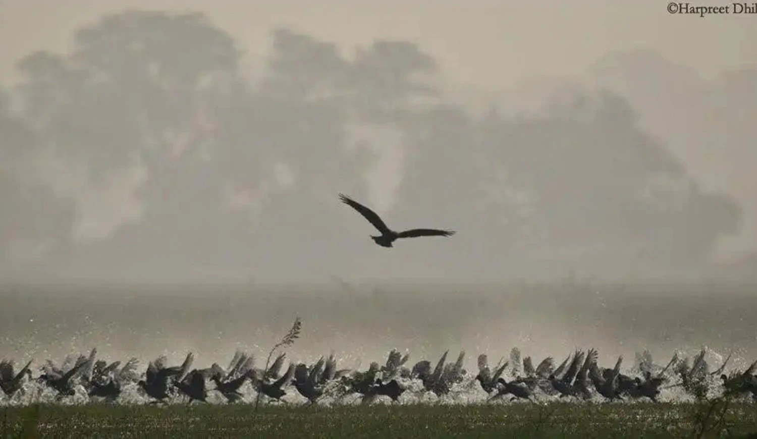 A flock of waterbirds takes flight from a misty wetland, with one bird soaring higher above the group.