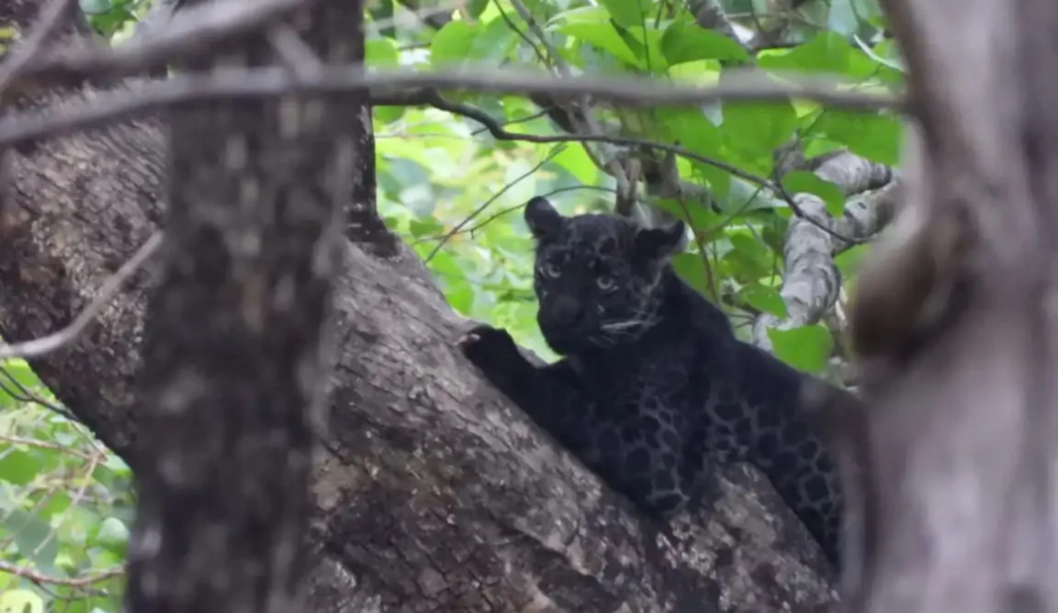 A black panther rests on a thick tree branch.