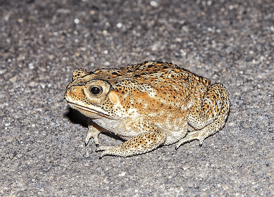 Frogs In India  Frogs In Central India