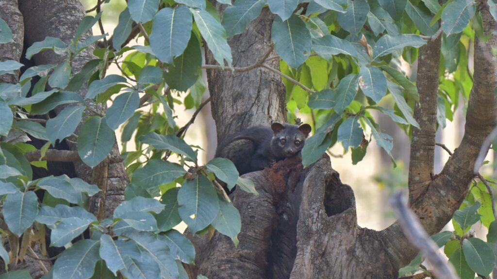 Common Palm Civet- Civet-on-a-tree