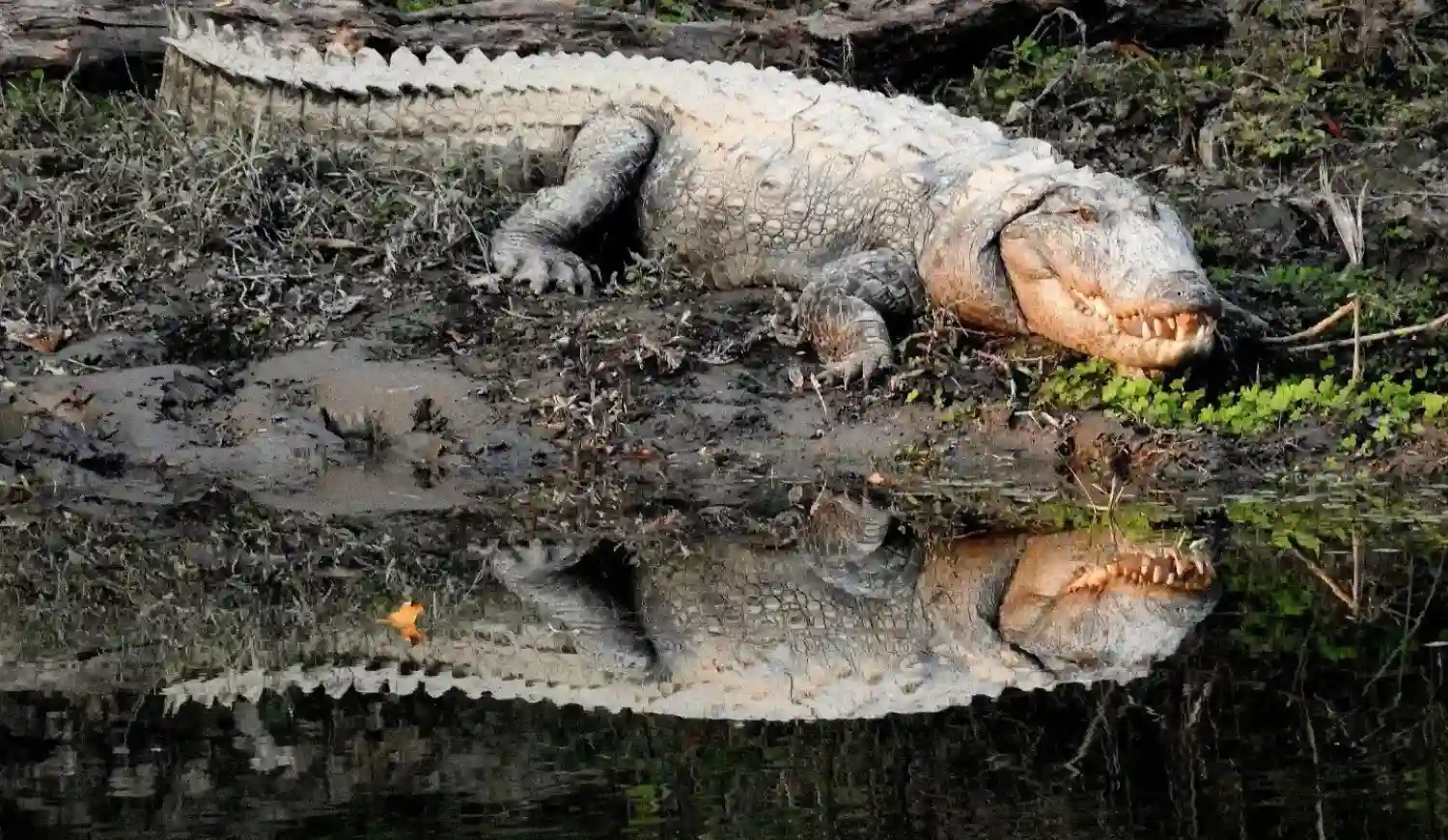A large, light-colored crocodile rests on a muddy riverbank, its image clearly reflected in the dark water below.
