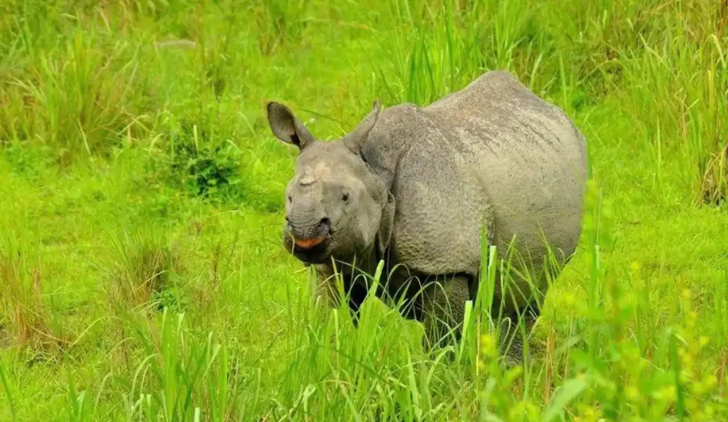 An Indian rhinoceros is standing amidst tall, bright green grass.