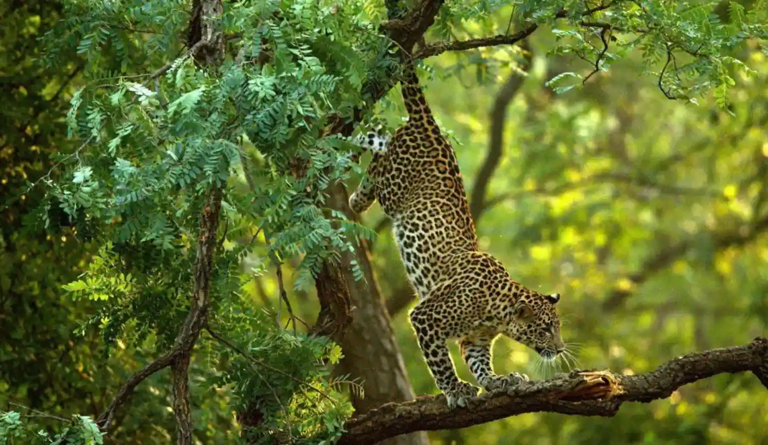 A leopard stretches downward while climbing a thick tree branch surrounded by lush green leaves.