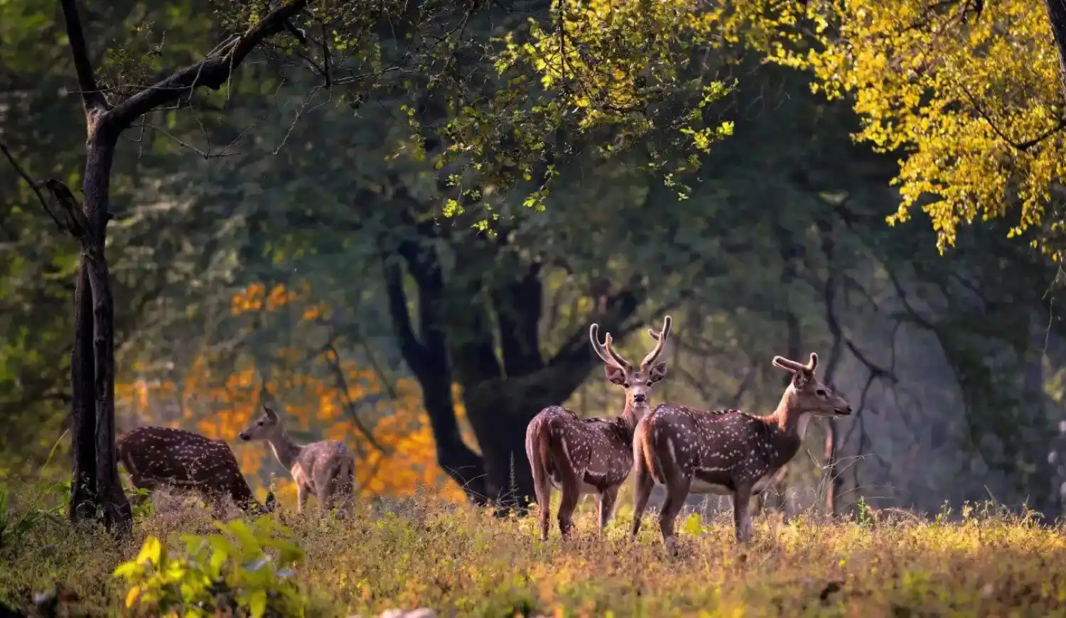 Three spotted deer stand in a sunlit forest clearing, with two looking forward and one grazing in the background.