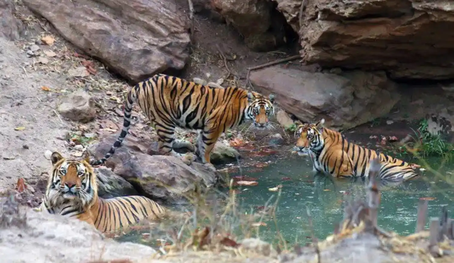 Three tigers are shown wading and resting in a rocky waterhole.