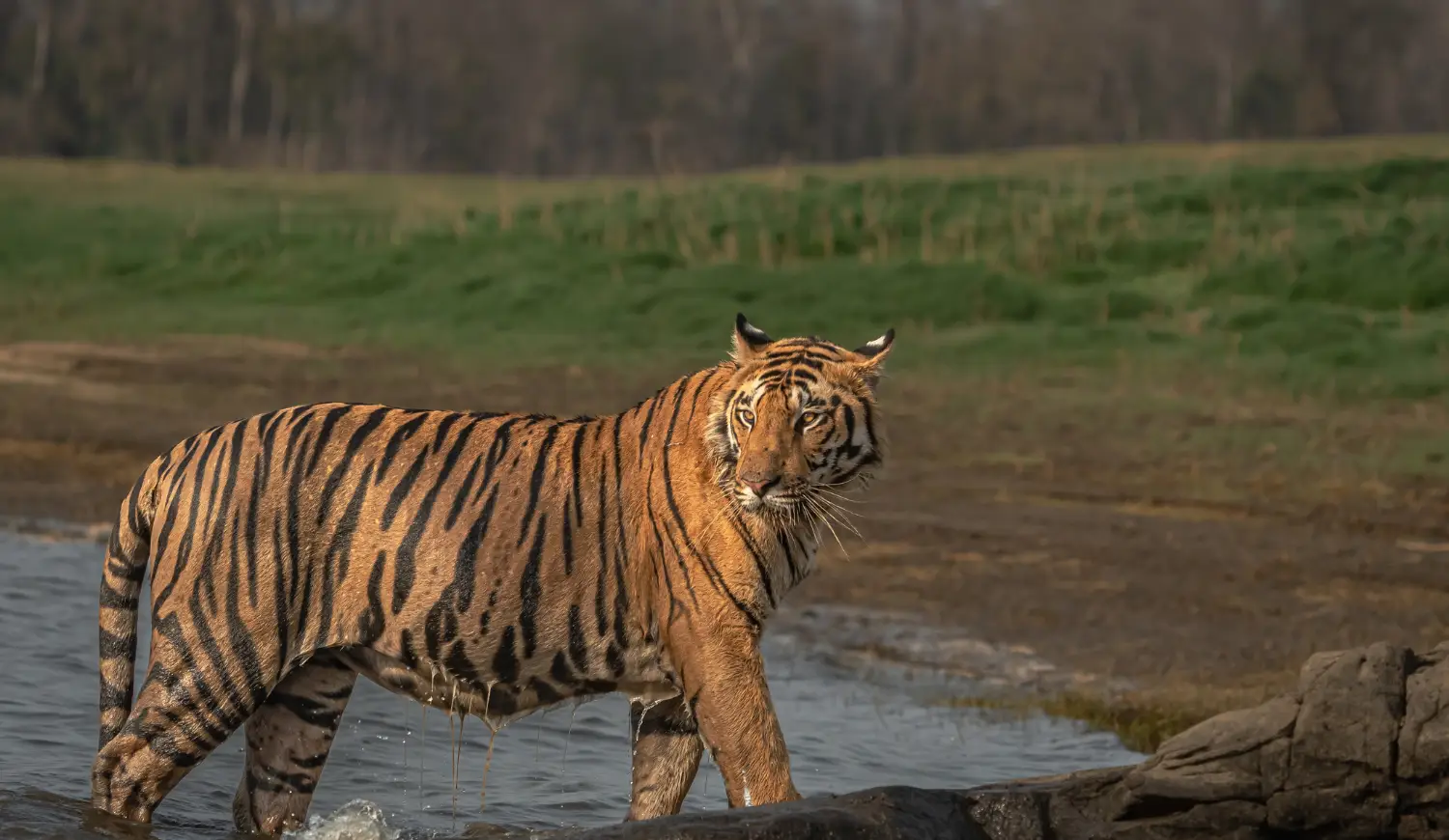 A tiger walking in shallow water looking back, with green grass in the background.