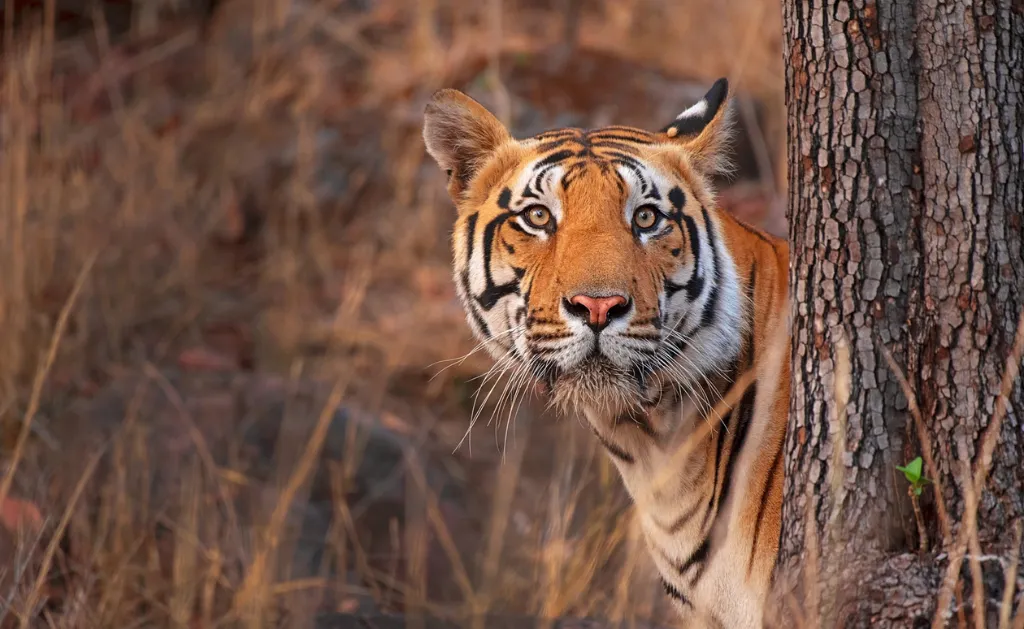A close-up of a tiger peeking out from behind a tree trunk.