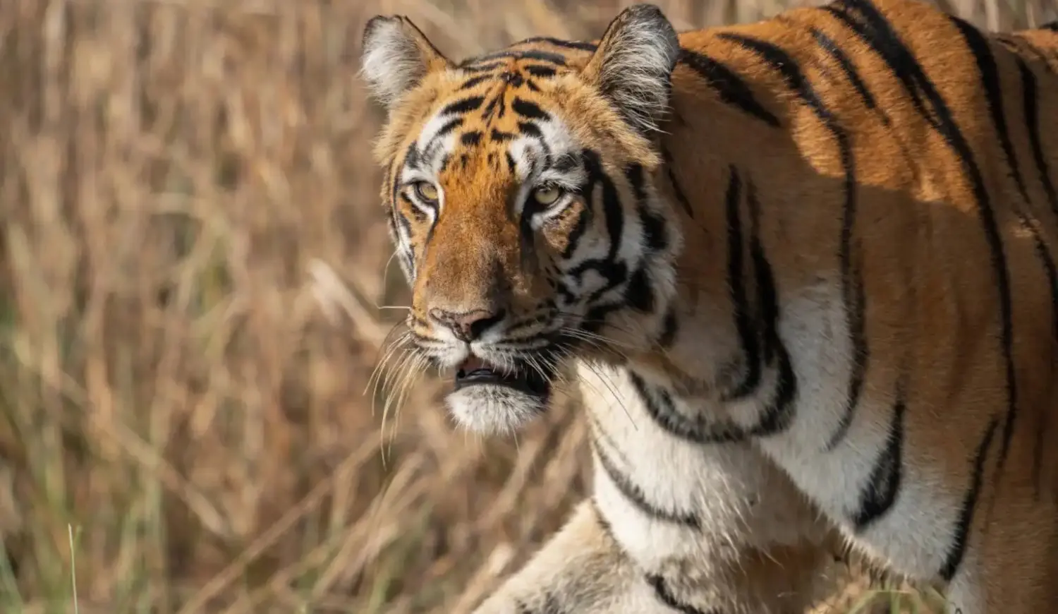 A close-up profile shows a tiger walking through dry, golden grass