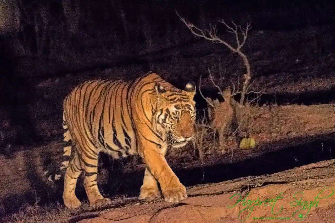 Tigers In Kanha National Park | Munna Tiger