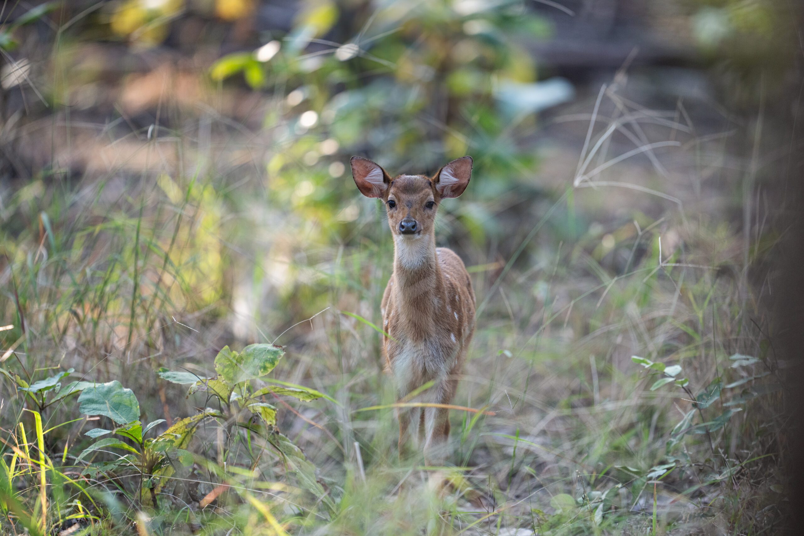 pench national park