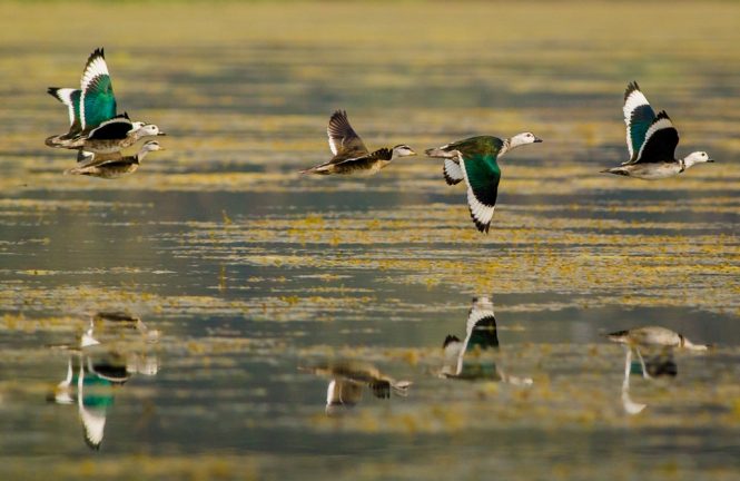 Pugdundee-safaris-Tadoba-birds-in-lake