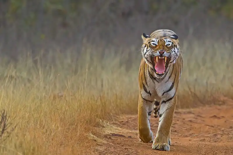 tiger roaring