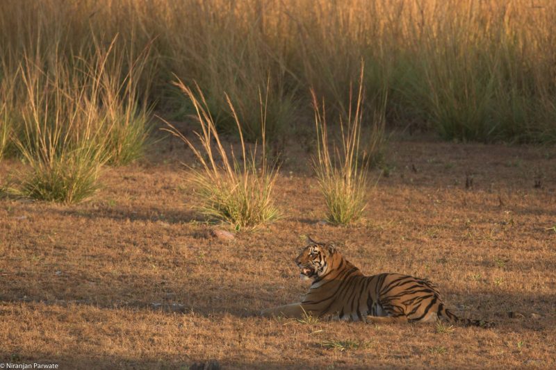 Tiger landscape