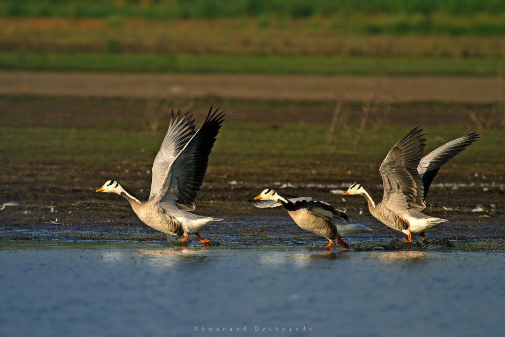 Bar Headed Geese