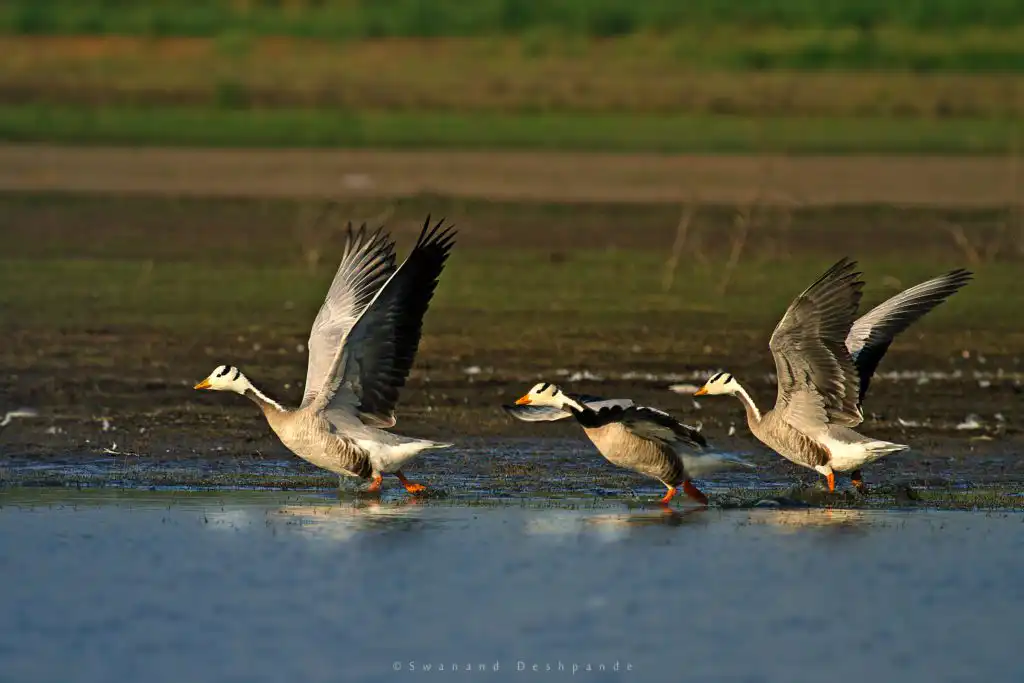 birds species, Kaziranga National Park, Assam