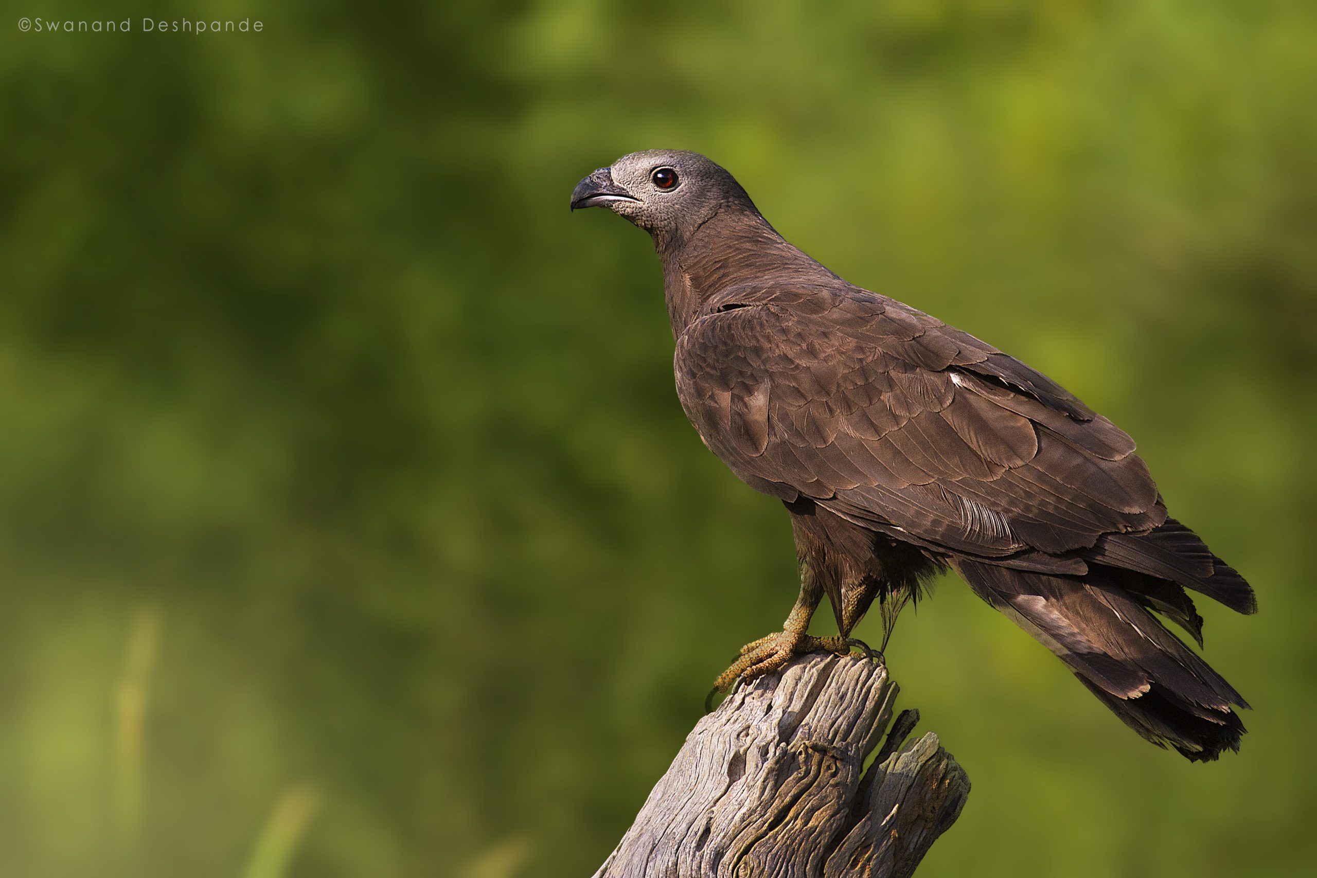 Star Birds of Satpura