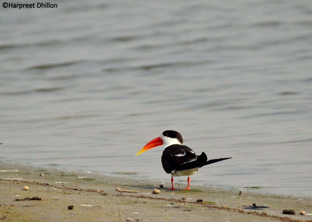 Indian Skimmer 