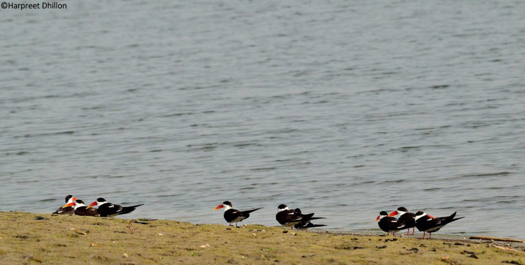 Indian Skimmer 