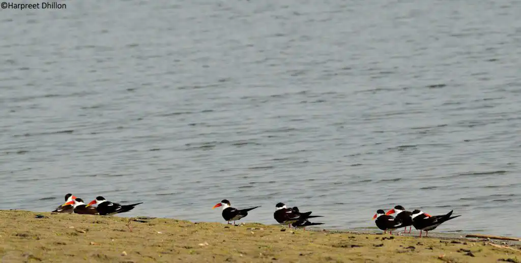Indian Skimmer