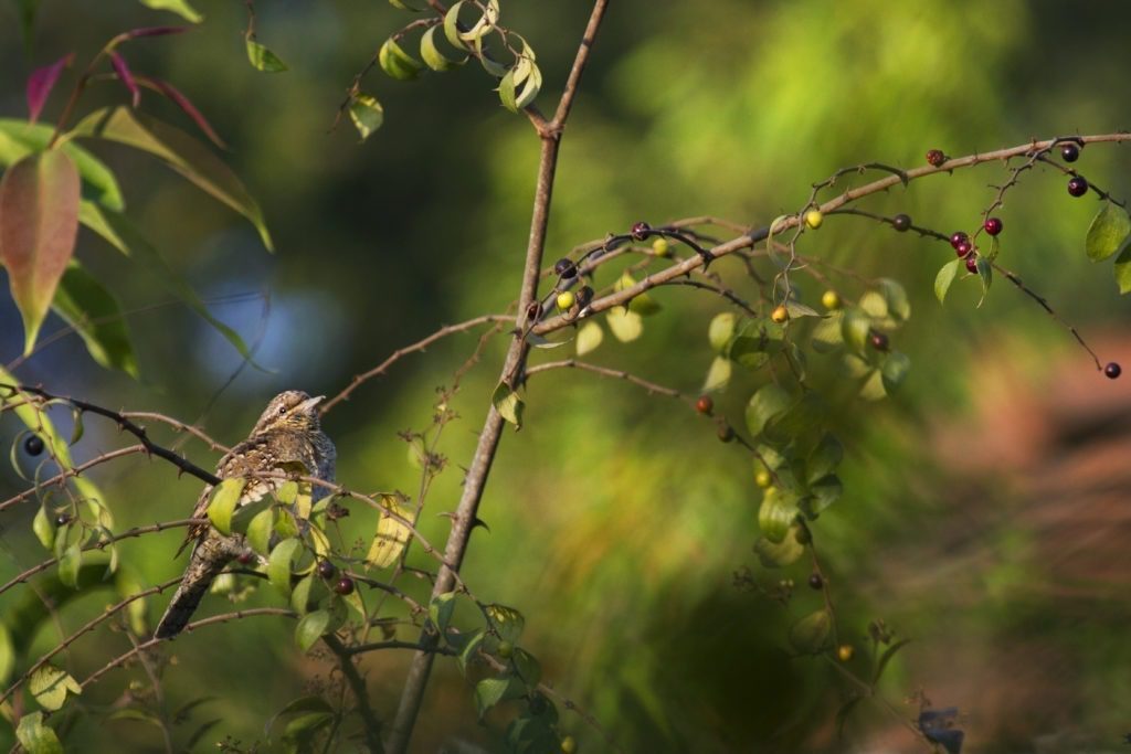 Eurasian Wryneck