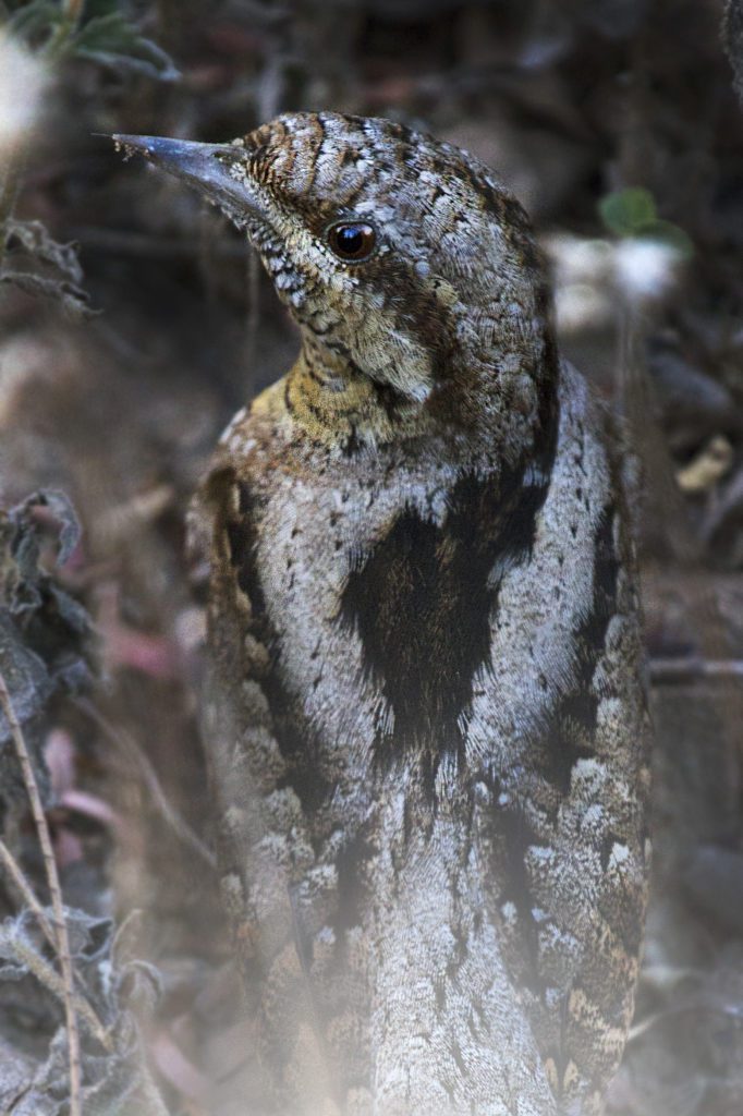 Eurasian Wryneck