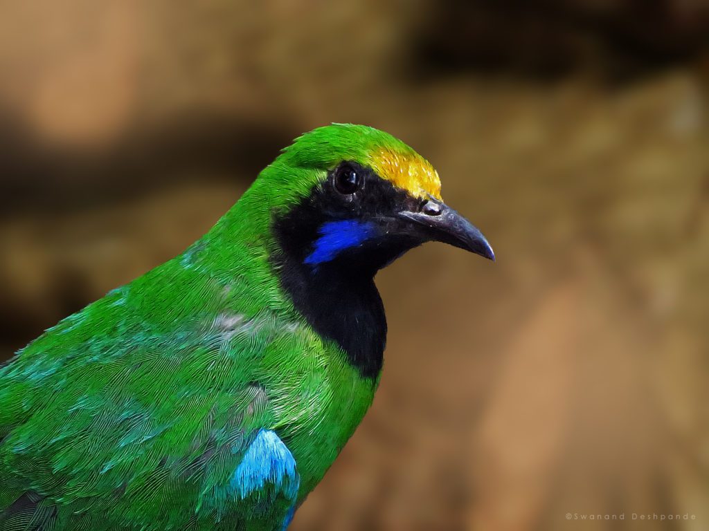 Golden Fronted Leafbird